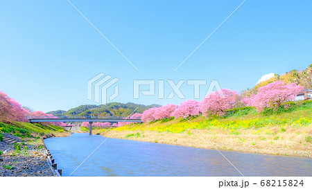 南伊豆町・下賀茂の河津桜　（ソフトフォーカス） 68215824