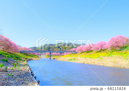 南伊豆町・下賀茂の河津桜 (ソフトフォーカス) 南伊豆町・下賀茂の河津桜 (ソフトフォーカス) 68215828