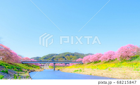 南伊豆町・下賀茂の河津桜　（ソフトフォーカス） 68215847