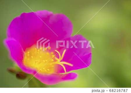 ポーチュラカ 68216787