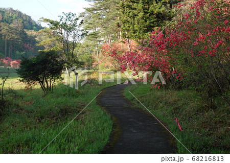 初夏の黒澤湿原の遊歩道 68216813