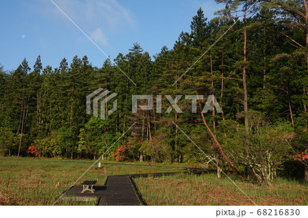 早朝の黒澤湿原の赤松林と月 68216830