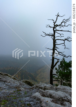 Daybreak on rocky peak. Broken bonsai tree Daybreak on rocky peak. Broken bonsai tree 68216874