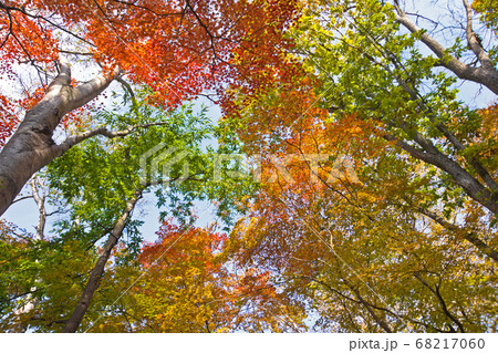 野幌森林公園の紅葉 68217060