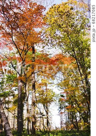 野幌森林公園の紅葉 野幌森林公園の紅葉 68217085