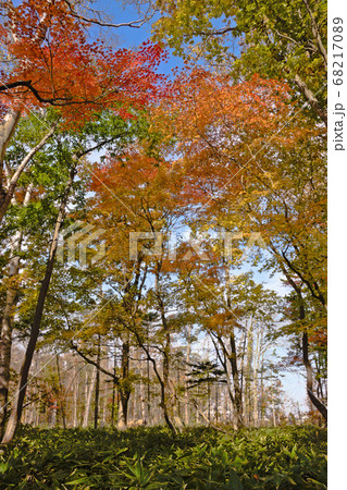 野幌森林公園の紅葉 野幌森林公園の紅葉 68217089