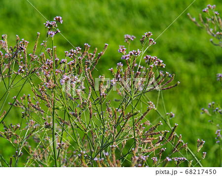 アレチハナガサ 68217450