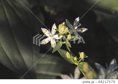 野幌森林公園のアケボノソウ 68217579