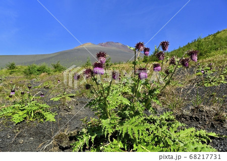富士山二ツ塚ハイキングコース四辻周辺に咲くフジアザミの花に宝永山と山頂 68217731