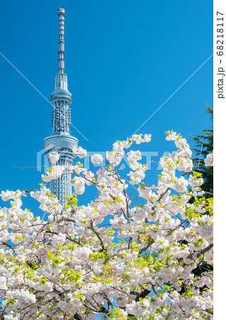 4月東京 東京スカイツリーと隅田公園の八重桜の写真素材