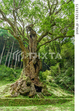 武雄の大楠(佐賀県武雄市) 武雄の大楠(佐賀県武雄市) 68218175