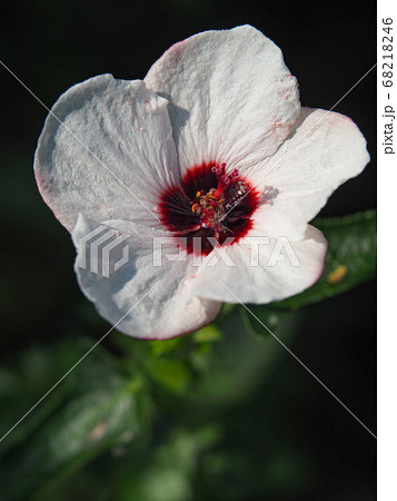 ヤノネボンテンカ 68218246