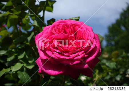 バラ 薔薇 ばら バラ 薔薇 ばら 68218385