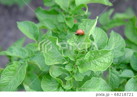 Colorado potato beetle larva on a potato leaf. Colorado potato beetle larva on a potato leaf. 68218721