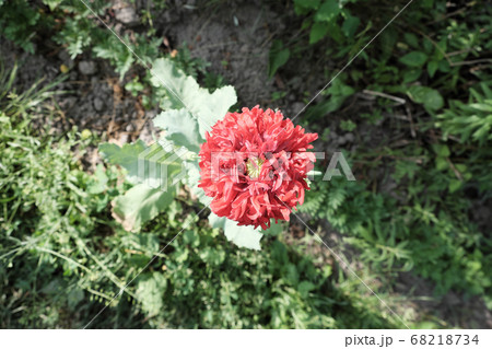 Poppy flower close-up. One big red flower. Poppy flower close-up. One big red flower. 68218734