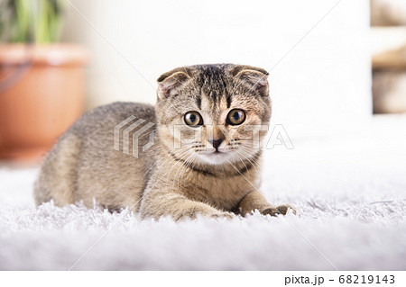 Scottish fold kitten is sitting on the carpet in 68219143