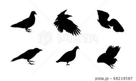 Black And White Silhouette Dove Crow Isolated のイラスト素材 Black And White Silhouette Dove Crow Isolated のイラスト素材