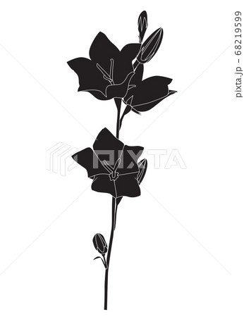 Hand drawn Campanula Flower silhouette on white 68219599