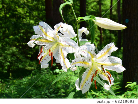 初夏の森林　森に咲く山百合　白い妖精 68219693