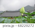 花 フラワー お花 68220272
