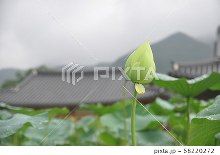 花 フラワー お花 68220272