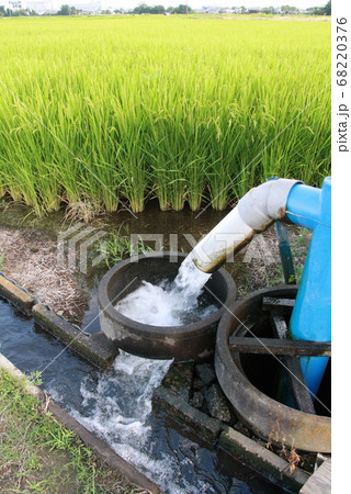 水稲 68220376