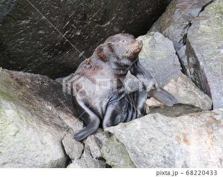 ガラパゴスオットセイ 68220433