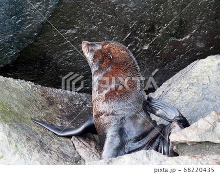ガラパゴスオットセイ ガラパゴスオットセイ 68220435