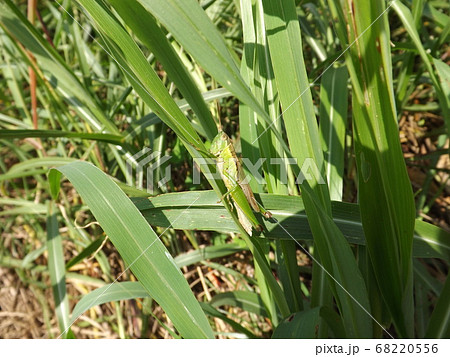コバネイナゴ 68220556