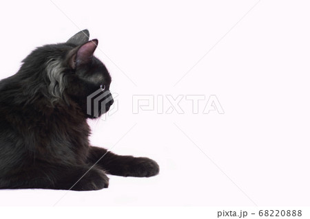 Portrait of Beautiful fluffy black cat isolated on pink background 68220888