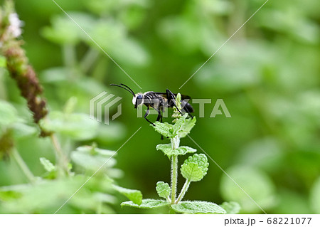 クロアナバチ クロアナバチ 68221077