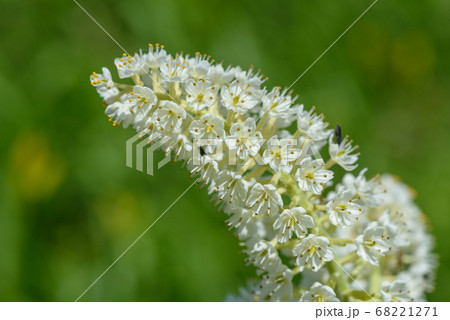 コバイケイソウ 68221271