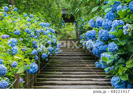 北鎌倉・明月院　参道のあじさいと山門 68221417
