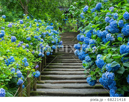 北鎌倉・明月院　参道のあじさいと山門 68221418