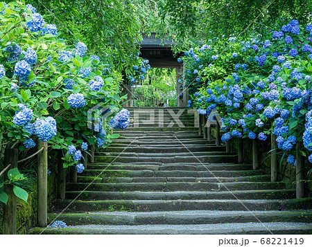北鎌倉・明月院　参道のあじさいと山門 68221419