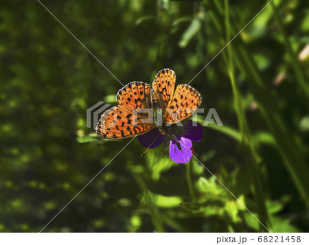 Orange butterfly Glanville fritillary 68221458