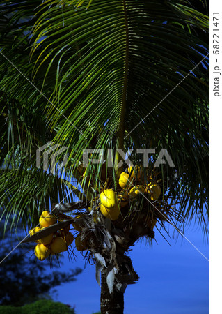 Coconut Palm 68221471