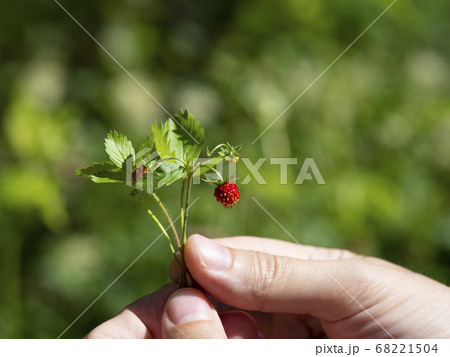 hands holding a bunch of ripe berries  hands holding a bunch of ripe berries  68221504