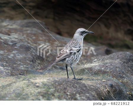 進化論のきっかけとなった鳥 68221912