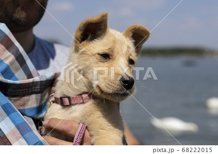 Beautiful Puppy by the river. Cute, adorable baby Beautiful Puppy by the river. Cute, adorable baby 68222015