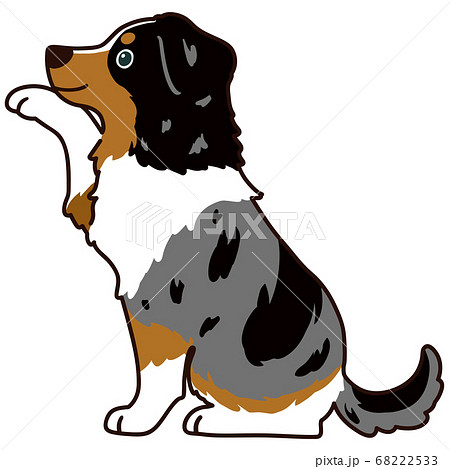 お手をするオーストラリアンシェパード 横向き 主線ありのイラスト素材