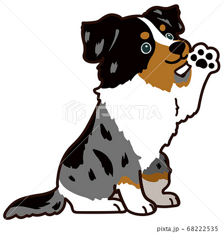 お座りするオーストラリアンシェパード お手ポーズ 主線ありのイラスト素材