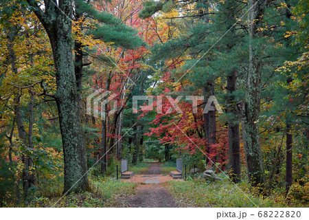 Path in a forest in Massachusetts, USA Path in a forest in Massachusetts, USA 68222820