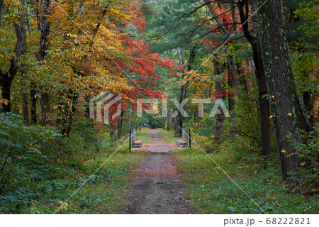 Path in a forest in Massachusetts, USA Path in a forest in Massachusetts, USA 68222821