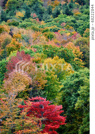 Forest in autumn in Massachusetts, USA 68222844
