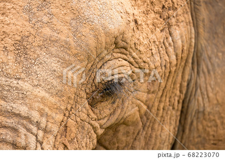 Close-up of the face of a big elephant 68223070