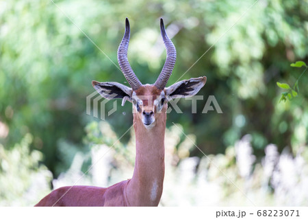 A portrait of a very beautiful antelope 68223071