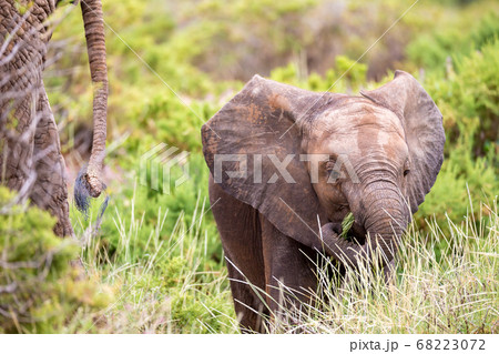 Elephants walk among the trees and shrubs 68223072