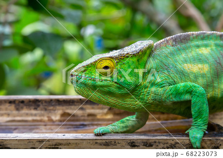 A chameleon in close-up in a national park on 68223073