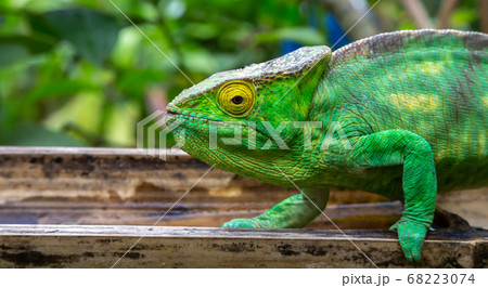 A chameleon in close-up in a national park on 68223074